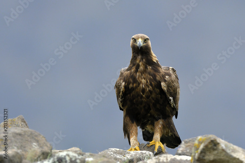 Golden Eagle Sitting On A Rock Stock Photo And Royalty Free