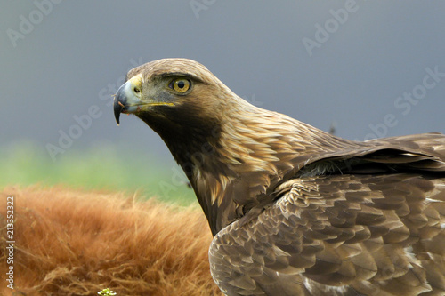 Golden Eagle Portrait Stock Photo And Royalty Free Images