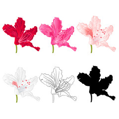 Flower rhododendron mountain shrub red,pink, light pink, white , outline and silhouette on a white background  vintage bloom three vector illustration editable hand draw