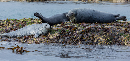 Grey Seals, resting on rocks at the Farne Islands, Northumberland. England, UK.