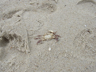 A dead crab washed up on the beach