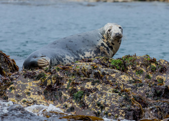 Grey Seal, resting on the rocks at the Farne Islands, Northumberland, England, UK.