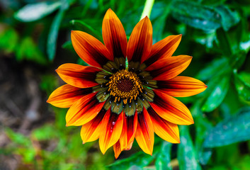 Shehzadi Flower