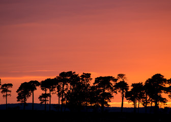 Fototapeta na wymiar Red sky over silhouetted trees at sunset. Near Fontburn, Northumberland, England, UK.
