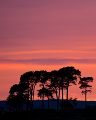 Red sky over silhouetted trees at sunset. Near Fontburn, Northumberland, England, UK.