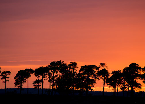 Red sky over silhouetted trees at sunset. Near Fontburn, Northumberland, England, UK.