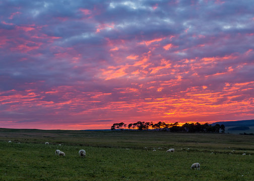 Red sky over silhouetted trees at sunset. Near Fontburn, Northumberland, England, UK.