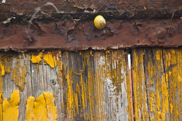 Snail on Rusty Yarddoor