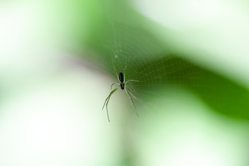 spider
