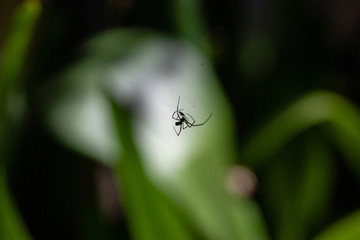 Spiders