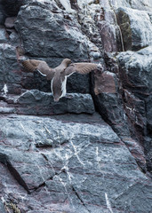 Guillemots, sea birds, on rocks at the Farne Islands, Northumberland, England. UK.