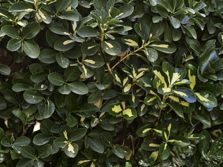 Fototapeta premium Textura plantas