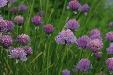 purple cornflower on grass