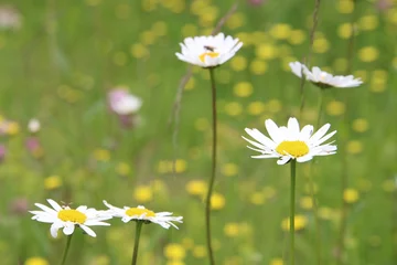 Photo sur Plexiglas Marguerites daisies tall and small on grass