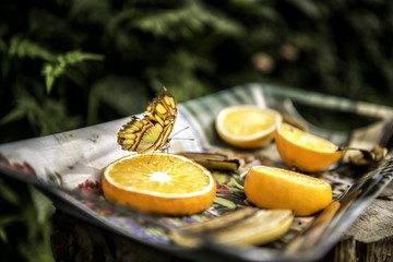 thirsty butterfly 