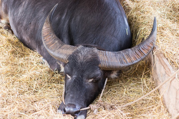 Thai buffalo eating dried grass