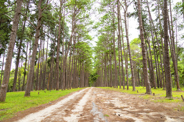 Pine trees in Chiang Mai conservation forest
