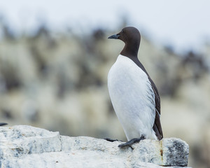 Guillemot, Sea Bird, on rocks at the Farne Islands, Northumberland, England, UK.