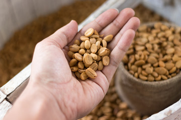 Hand holding a brwon coffee bean