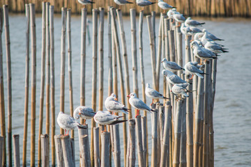 Naklejka premium Seagulls with sunset at Bang Pu beach Samutprakarn,Thailand