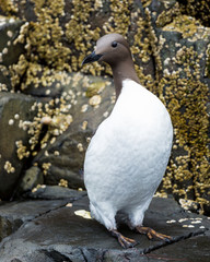 Guillemot, Sea Bird, on rocks at the Farne Islands, Northumberland, England, UK.