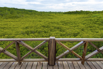 タイ国ラヨーン県のマングローブ林