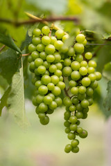 Grape vine in a farm