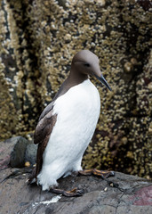 Guillemot, Sea Bird, on rocks at the Farne Islands, Northumberland, England, UK.