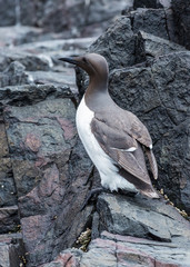 Guillemot, Sea Bird, on rocks at the Farne Islands, Northumberland, England, UK.