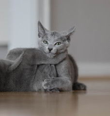 Russisch Blau Kitten