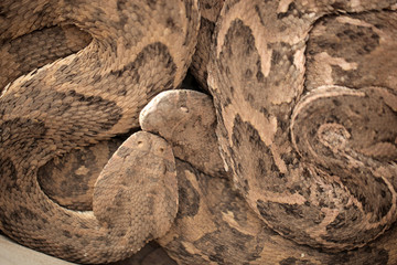 animal detail - close up macro photography of a gray,  yellow and black poisonous snakes , outdoors in Africa with natural sunlight