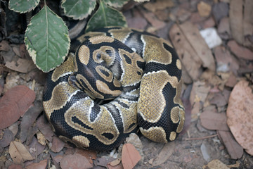animal detail - close up macro photography of a ball yellow and black python snake body , outdoors in Africa with natural sunlight on dry leaves