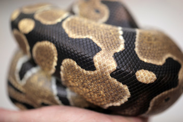 animal detail - close up macro photography of a ball yellow and black python snake , outdoors in Africa with natural sunlight