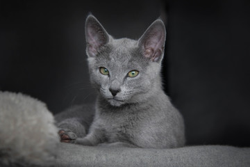 Fototapeta na wymiar Russisch Blau Kitten