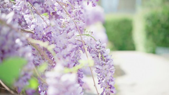 Summer sun shining through beautiful blooming wisteria flowers on a sunny day. Delicate glicinia purple petals hanging and swaying in spring breeze with shallow depth of field. 4k UHD