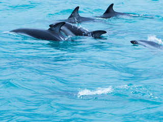 Naklejka premium Dolphins swimming in an ocean