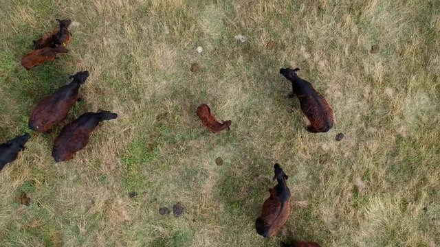 Flying up over the cows herd with calf in the center