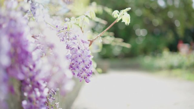 Summer sun shining through beautiful blooming wisteria flowers on a sunny day. Delicate glicinia purple petals hanging and swaying in spring breeze with shallow depth of field. 4k UHD