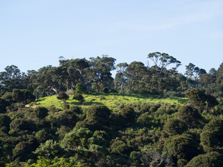 Fototapeta na wymiar Trees on a curvy hill