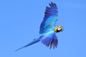 Blue-and-yellow macaw - obrazy, fototapety, plakaty