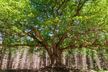 Old oak in a clearing