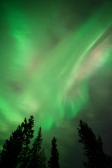 Aurora borealis corona above boreal forest treetops in Finnish Lapland.