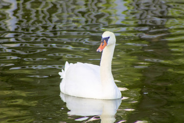 Fototapeta premium Swan swimming in a reservoir.