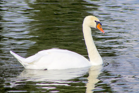 Swan swimming in a reservoir.