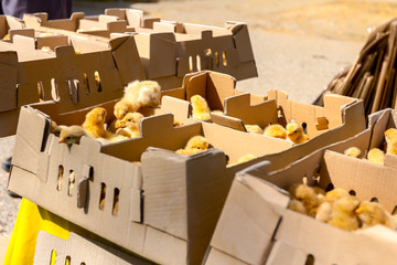 Many crazy small chicks are crowded in cardboard box, jump up © Roman_23203