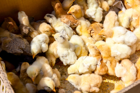 Many crazy small chicks are crowded in cardboard box, jump up