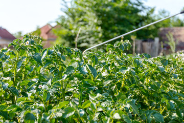 Obraz premium Farmer sprinkles potatoes with sprayer, rows of potato blooming plants