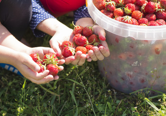 the childrens helps to collect strawberry in the garden