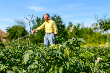 Farmer sprinkles potatoes with sprayer, rows of potato blooming plants