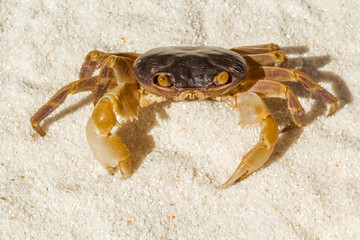 crabe de sable